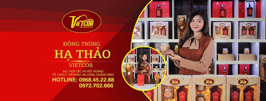 ĐÔNG TRÙNG HẠ THẢO VIETCOR